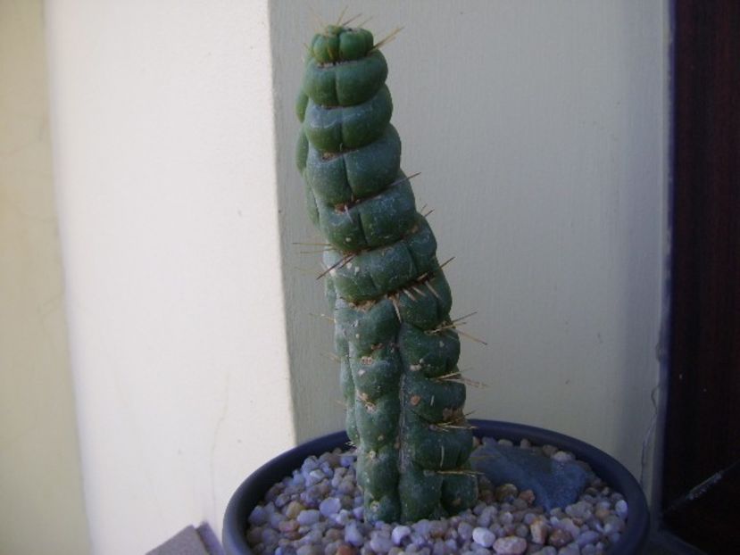 Eulychnia castanea cv. varispiralis - Cactusi 2018 final de an