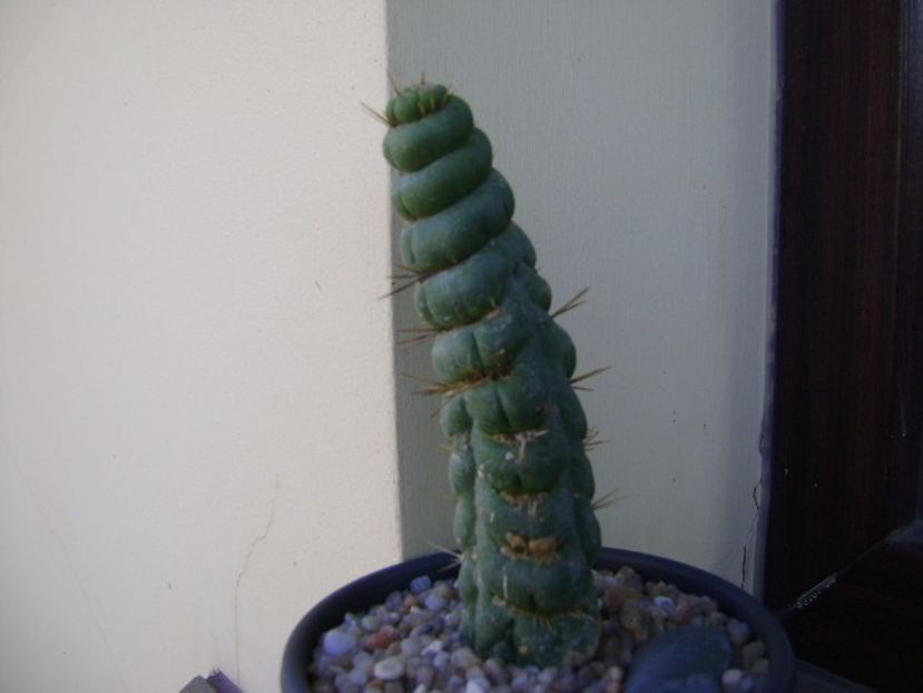 Eulychnia castanea cv. varispiralis - Cactusi 2018 final de an