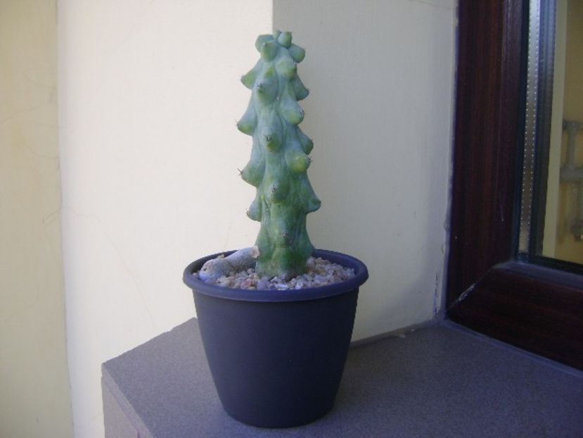 Myrtillocactus geometrizans cv 'Fukurokuryuzinboku' (Breast Cactus) - Cactusi 2018 final de an
