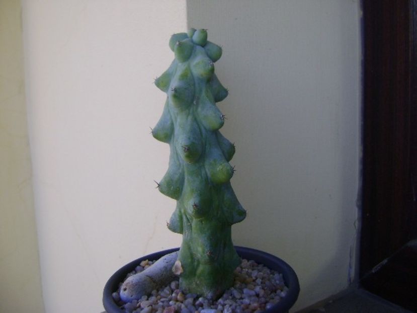 Myrtillocactus geometrizans cv 'Fukurokuryuzinboku' (Breast Cactus) - Cactusi 2018 final de an