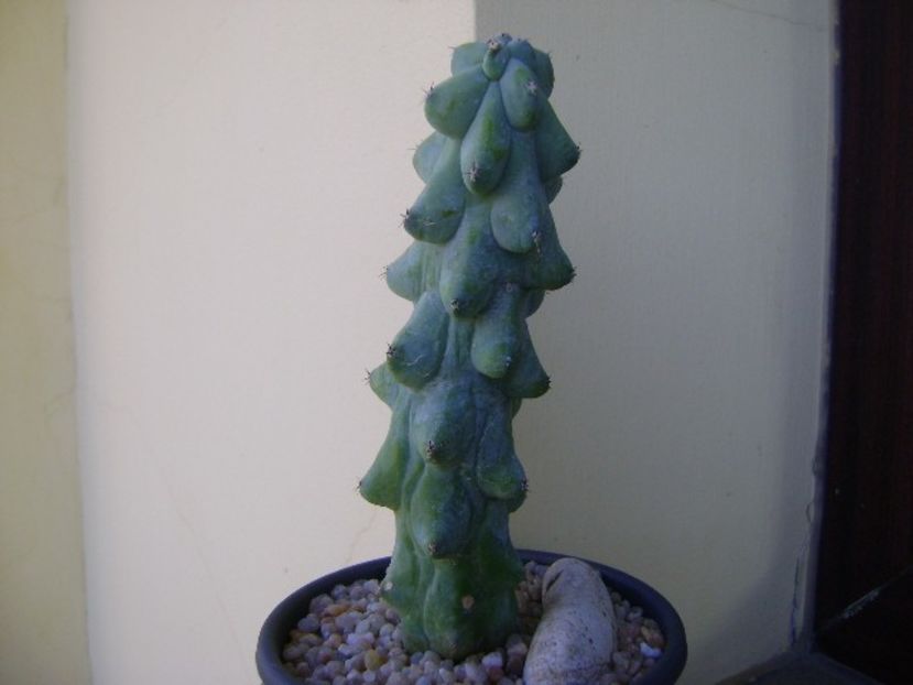 Myrtillocactus geometrizans cv 'Fukurokuryuzinboku' (Breast Cactus) - Cactusi 2018 final de an