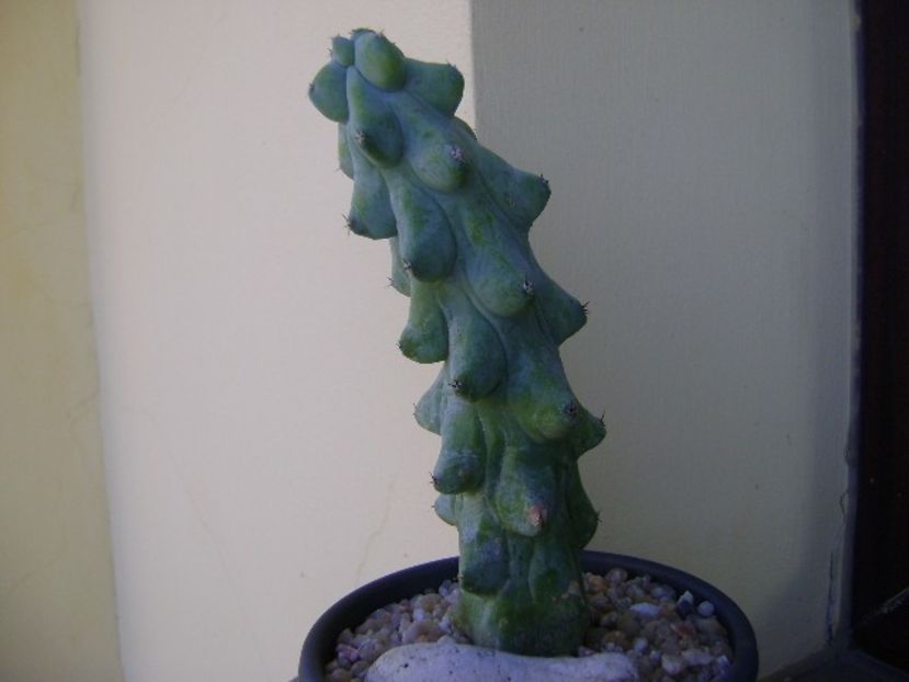 Myrtillocactus geometrizans cv 'Fukurokuryuzinboku' (Breast Cactus) - Cactusi 2018 final de an