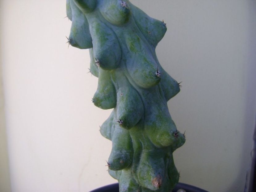 Myrtillocactus geometrizans cv 'Fukurokuryuzinboku' (Breast Cactus) - Cactusi 2018 final de an