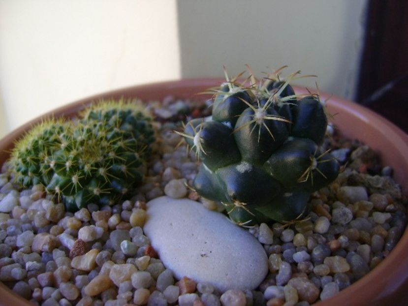 Grup de 2 cactusi - Cactusi 2018 final de an
