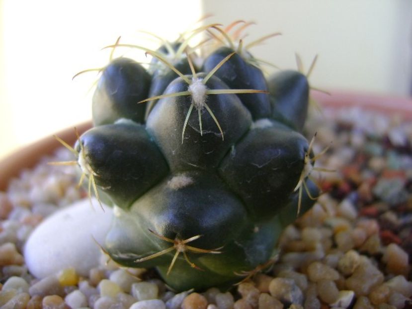Coryphantha maiz-tablasensis - Cactusi 2018 final de an