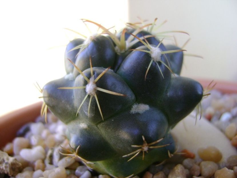Coryphantha maiz-tablasensis - Cactusi 2018 final de an