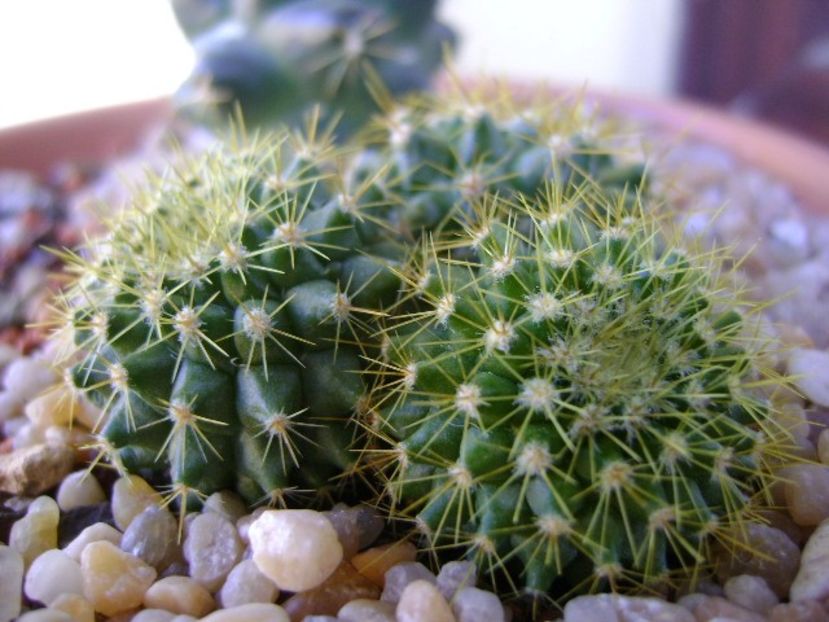 Mammillaria marksiana - Cactusi 2018 final de an