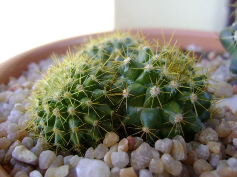 Mammillaria marksiana - Cactusi 2018 final de an