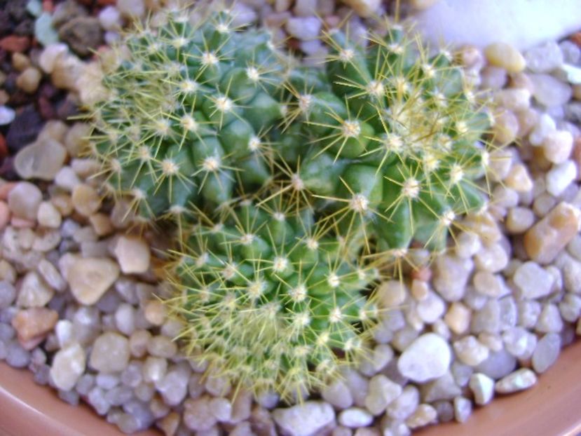 Mammillaria marksiana - Cactusi 2018 final de an