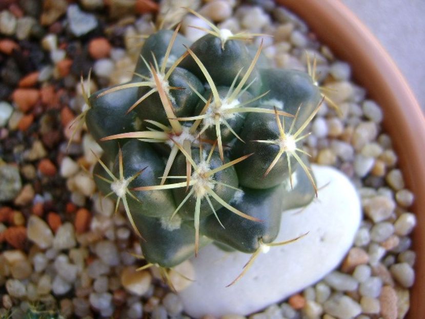 Coryphantha maiz-tablasensis - Cactusi 2018 final de an