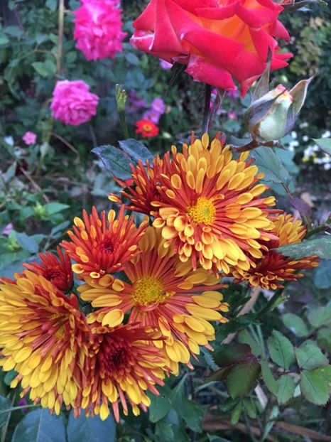 BC63BB20-F948-4D8A-9210-F2FAB8AC8F6B - Crizanteme 2018