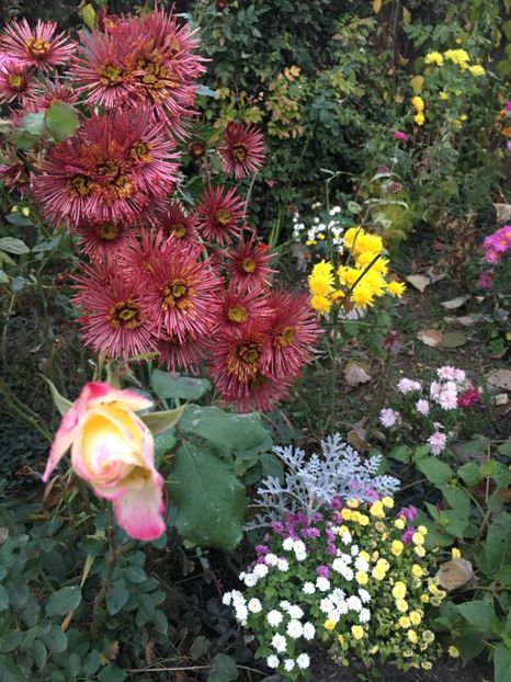 7D8EB676-F701-4A71-AFA4-80BD371B8D8F - Crizanteme 2018