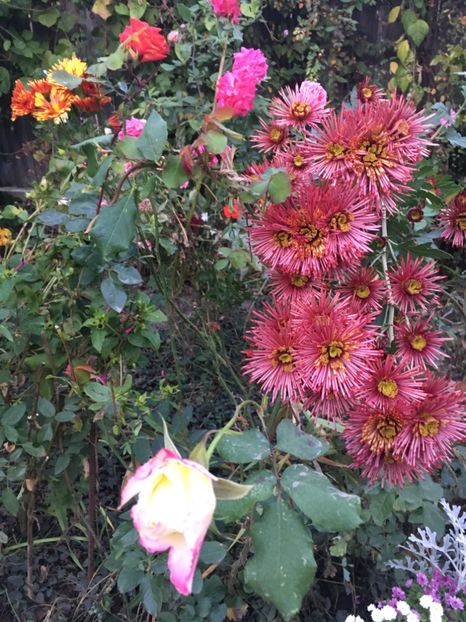 44B19DD3-35C0-4D3B-B551-FA8A99B551B7 - Crizanteme 2018