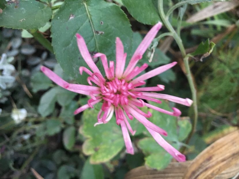 95D6C314-302E-41E7-846E-A1BE57EA50D8 - Crizanteme 2018