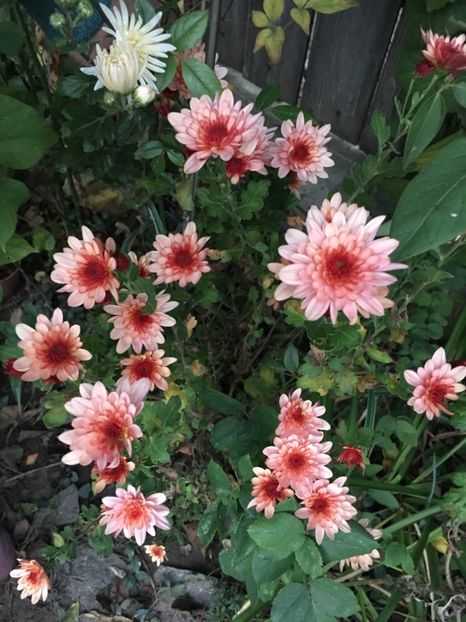 786AAB7B-F5A9-43D8-9DF9-3A9E7EFF8DBC - Crizanteme 2018