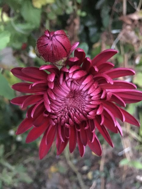 37A90608-8C23-45D1-B951-B7160C73E5F5 - Crizanteme 2018