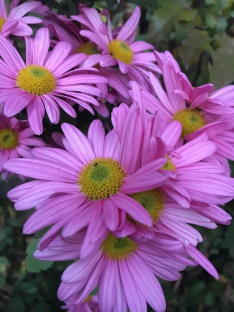 8D52242C-E1F3-48B3-830C-0B5D6942381E - Crizanteme 2018