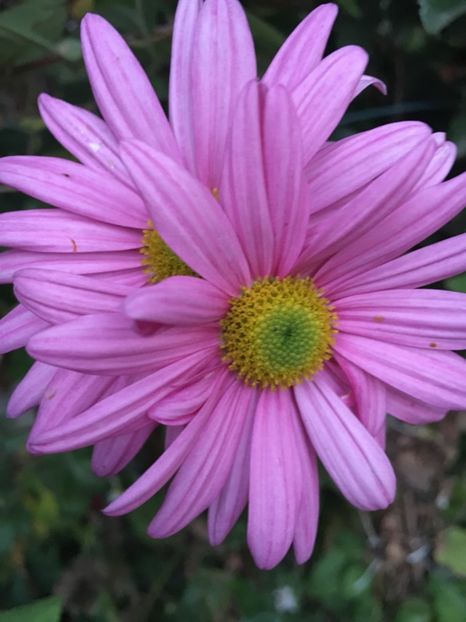 A3B8241A-4FEA-4E2C-AAC9-1FB6192CA456 - Crizanteme 2018