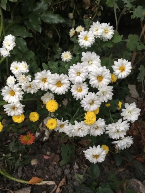 57796A4B-9C10-40B9-8E4C-F402057CE784 - Crizanteme 2018