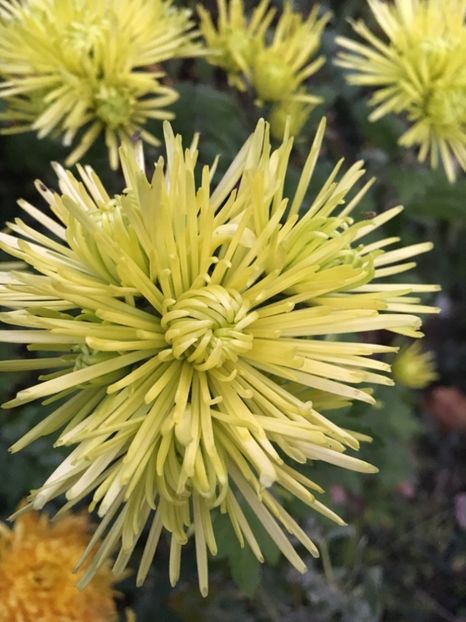 F32C99C2-1238-495A-ABAF-E3BE5BABFC2C - Crizanteme 2018