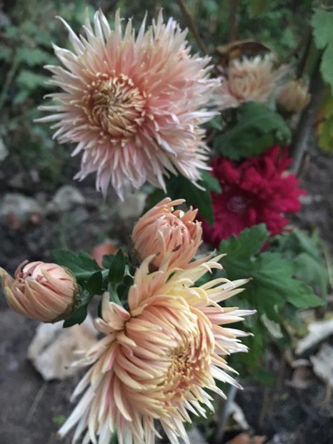 B4DB40DA-B578-4C03-8DA0-70414737741D - Crizanteme 2018