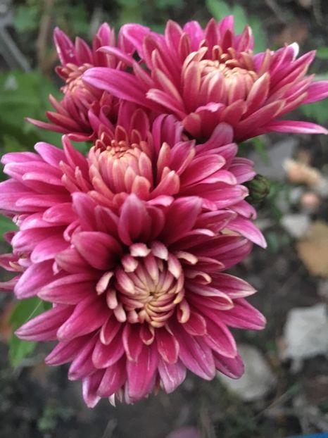 F6B3230E-9CB4-4789-AFD7-181D57A07336 - Crizanteme 2018