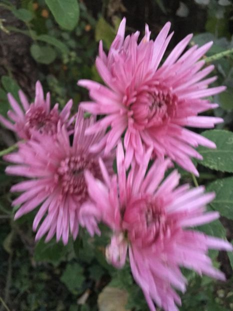 BD8D5500-18B0-4217-9F1F-D9F48A8E754B - Crizanteme 2018