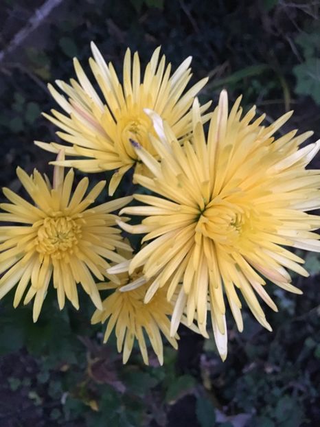 221C3595-0E80-4537-B576-ACD49A255218 - Crizanteme 2018