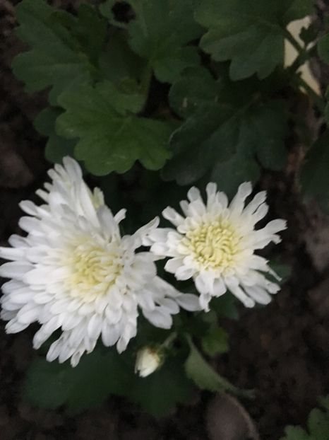 790B0BC3-C43C-436E-BA79-8010C0D21735 - Crizanteme 2018