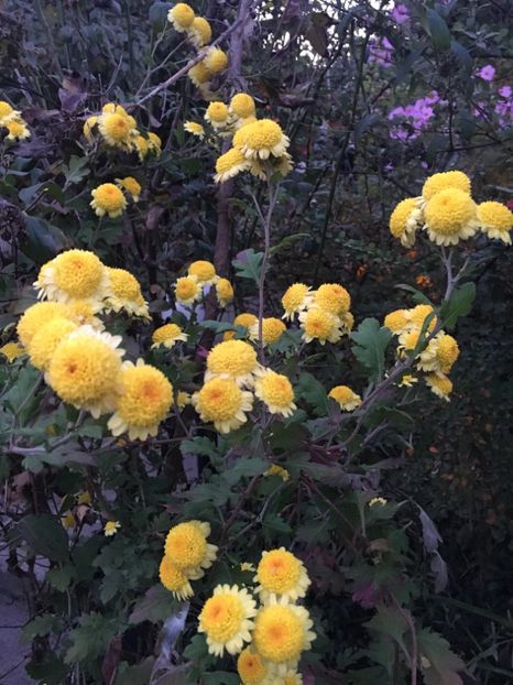 31CF630A-231E-42F3-A68F-CB32272705BE - Crizanteme 2018