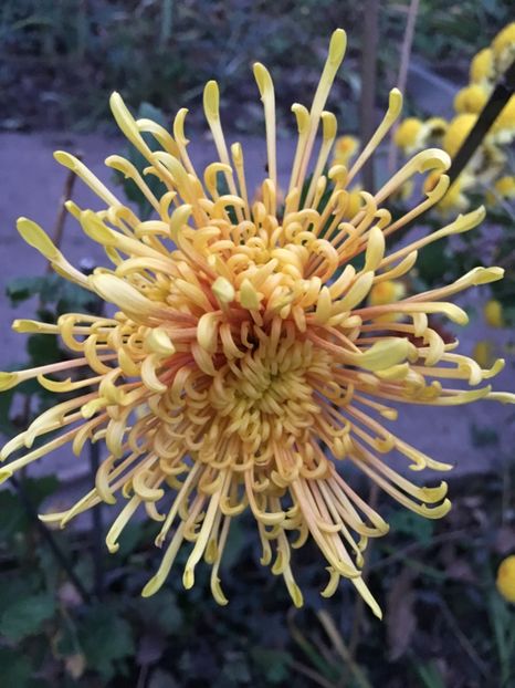 CDF6C029-D0E5-4769-900D-75FD61134217 - Crizanteme 2018