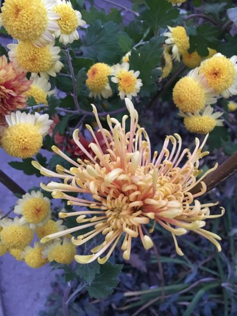 9524F399-C7B8-48DE-8317-313380BF4778 - Crizanteme 2018