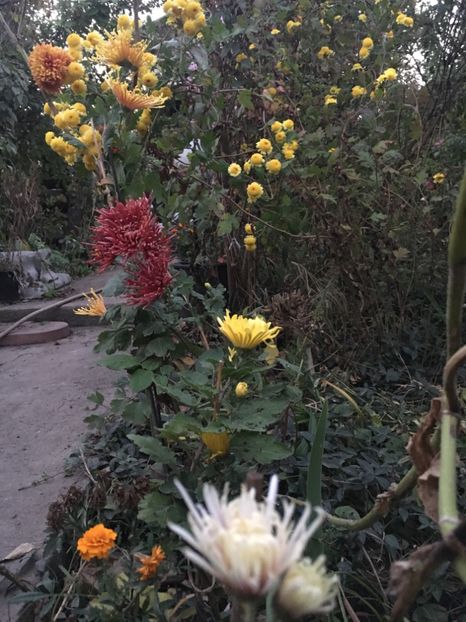 47E6FF97-4D66-47D1-BCD8-3E3745DC0FFE - Crizanteme 2018