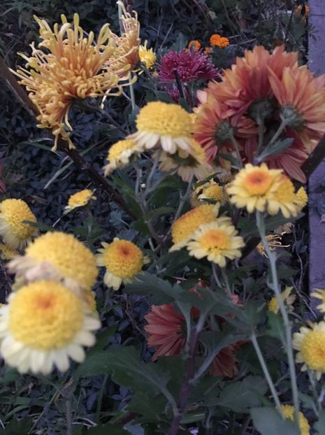 6C731346-4CA7-4B39-9C18-2130ECEDE8AF - Crizanteme 2018