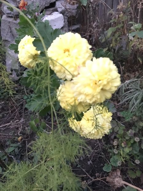 37EB437D-99A9-4D76-B3DC-A42319FFBB53 - Crizanteme 2018