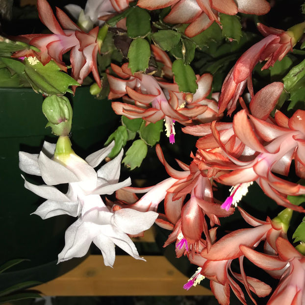  - 2018 Plante de interior