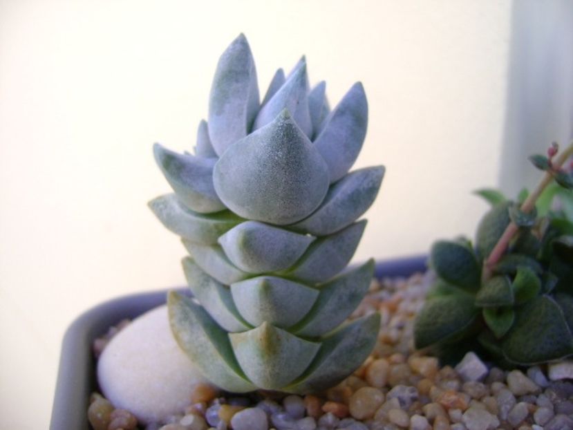 Crassula deceptor - Suculente 2018