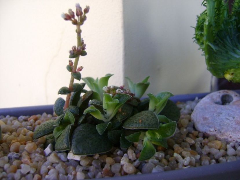 Crassula exilis ssp. picturata - Suculente 2018