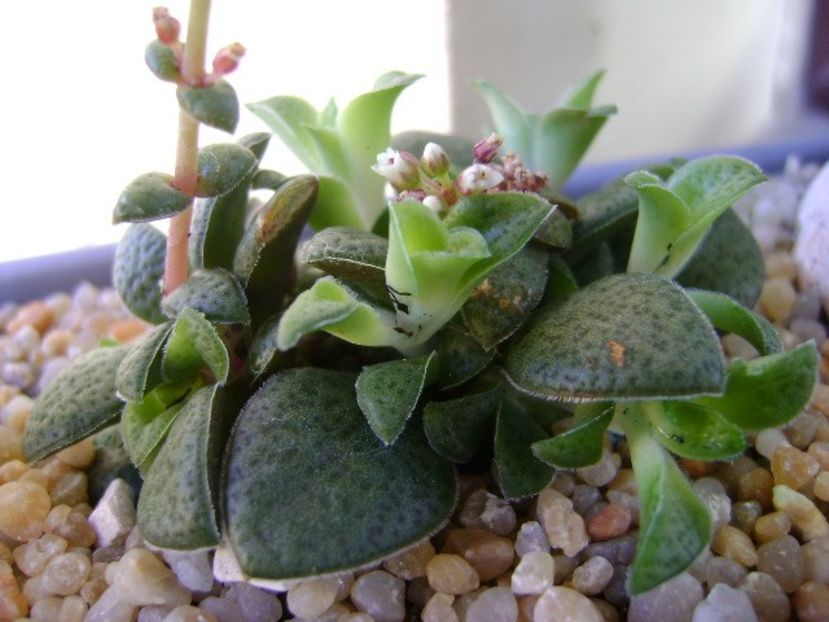 Crassula exilis ssp. picturata - Suculente 2018
