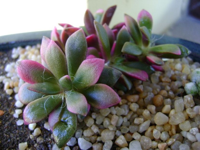 Anacampseros telephiastrum variegata - Suculente 2018