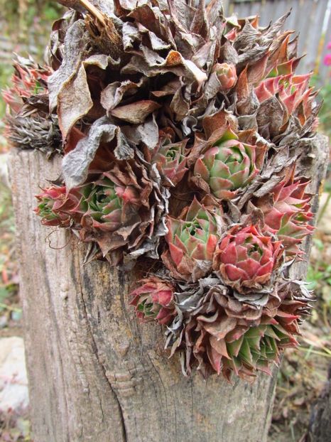 Sempervivum - Sempervivum