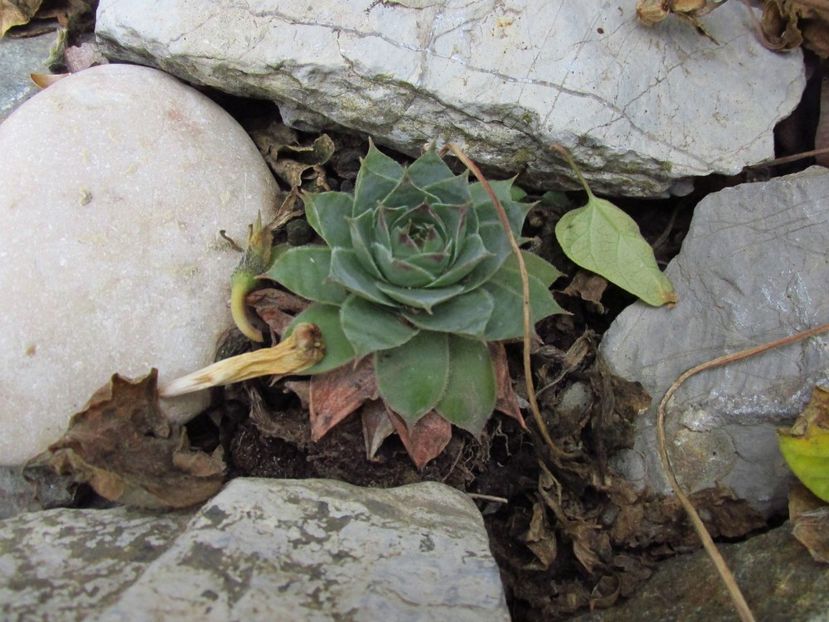 Sempervivum - Sempervivum