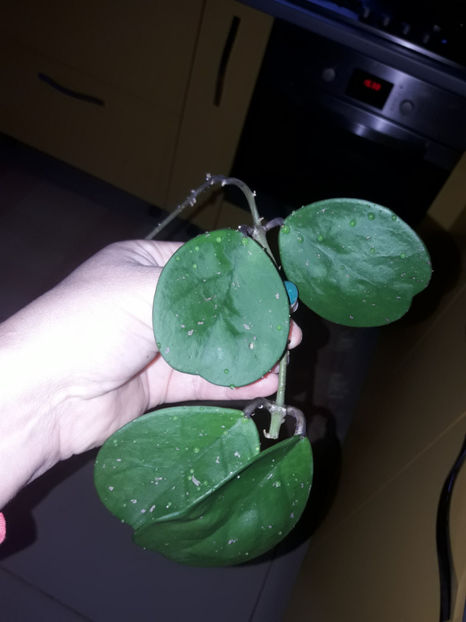  - Hoya obovata speckled