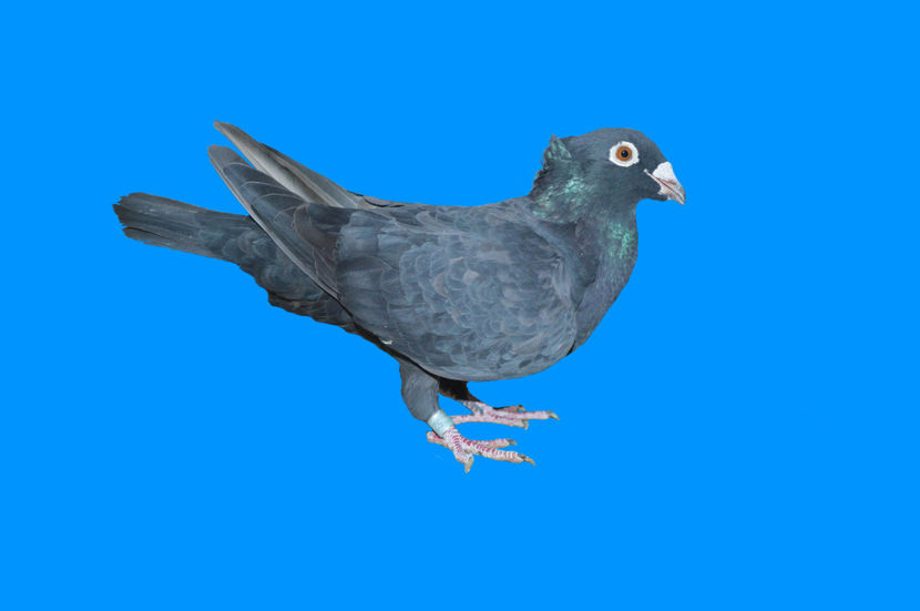 31 F(387) -2016 - porumbei cu mot