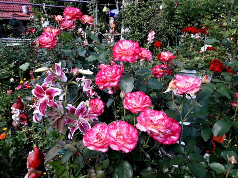 20180808_161305-001 - LEO FERRE 2018