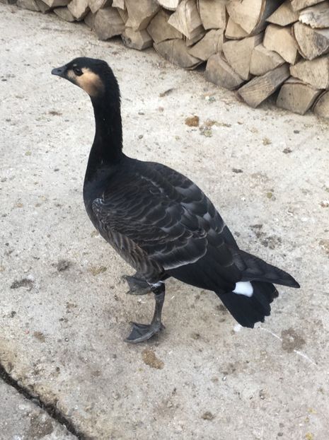 Mascul călugăr hibrid - Vând !!