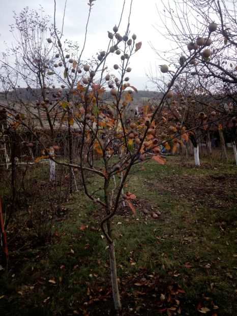 2018 - Mosmoanele ,.... - 3 ARBUSTI FRUCTIFERI SI ORNAMENTALI