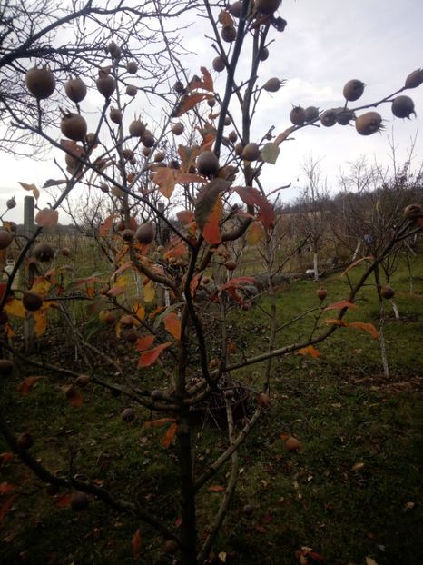 in gradinile noastre. - 3 ARBUSTI FRUCTIFERI SI ORNAMENTALI