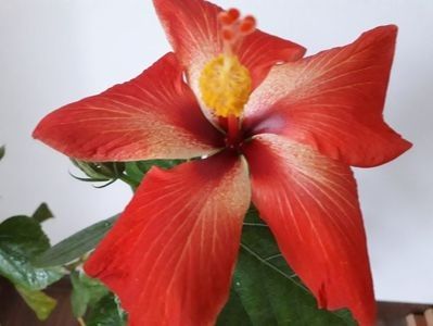 111554832_UFKWGVH3 - Ro V 5