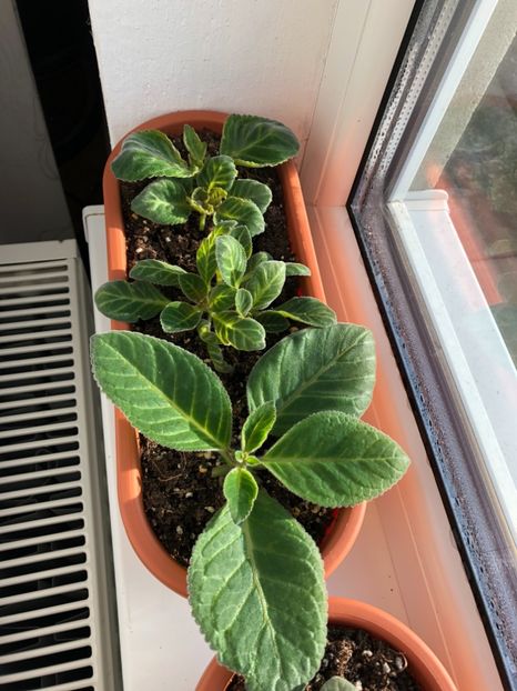 5653DF51-12C0-4926-837B-31EBA62110ED - Gloxinii 2018